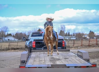 More ponies/small horses, Mare, 4 years, 10,2 hh, Sorrel