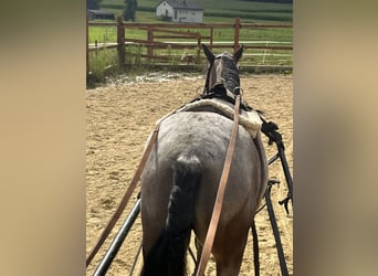 More ponies/small horses, Mare, 4 years, 11.1 hh, Grey-Red-Tan