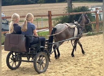 More ponies/small horses, Mare, 4 years, 11.1 hh, Grey-Red-Tan