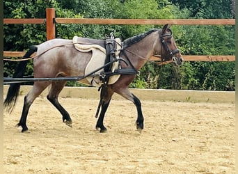 More ponies/small horses, Mare, 4 years, 11.1 hh, Grey-Red-Tan