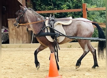 More ponies/small horses, Mare, 4 years, 11.1 hh, Grey-Red-Tan