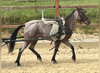 More ponies/small horses, Mare, 4 years, 11.1 hh, Grey-Red-Tan