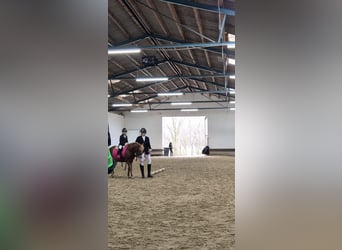 More ponies/small horses, Mare, 4 years, 11.2 hh, Chestnut-Red