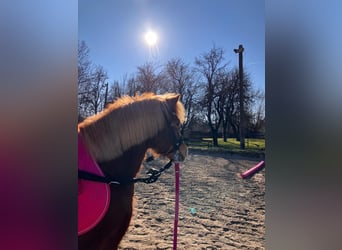 More ponies/small horses, Mare, 4 years, 11.2 hh, Chestnut-Red