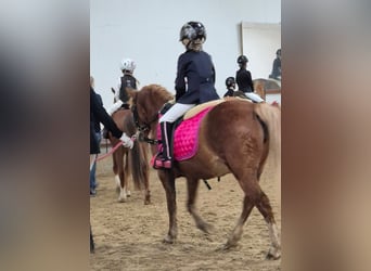 More ponies/small horses, Mare, 4 years, 11.2 hh, Chestnut-Red