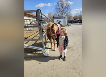 More ponies/small horses, Mare, 4 years, 11.2 hh, Chestnut-Red