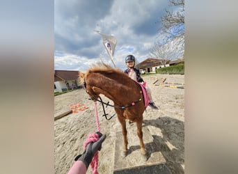 More ponies/small horses, Mare, 4 years, 11.2 hh, Chestnut-Red