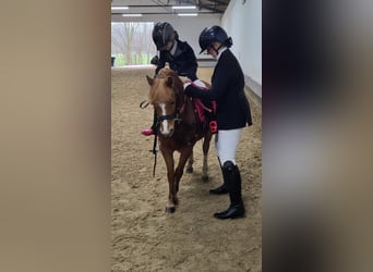 More ponies/small horses, Mare, 4 years, 11.2 hh, Chestnut-Red