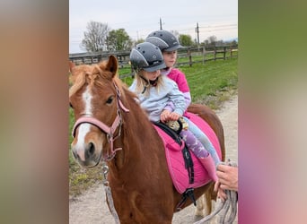 More ponies/small horses, Mare, 4 years, 11.2 hh, Chestnut-Red