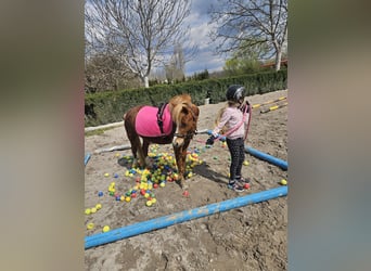 More ponies/small horses, Mare, 4 years, 11.2 hh, Chestnut-Red