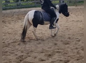 More ponies/small horses, Mare, 4 years, 11.2 hh, Pinto