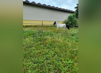 More ponies/small horses, Mare, 4 years, 11,1 hh, Pinto