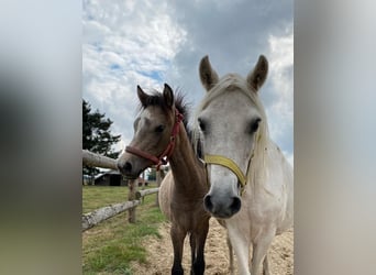 More ponies/small horses, Mare, 4 years, 12.1 hh, Brown Falb mold