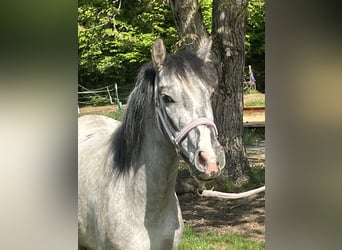 More ponies/small horses, Mare, 4 years, 12.1 hh, Grey