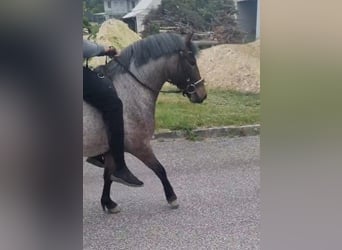 More ponies/small horses, Mare, 4 years, 12.2 hh, Roan-Bay