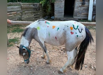 More ponies/small horses, Mare, 4 years, 12 hh, Pinto