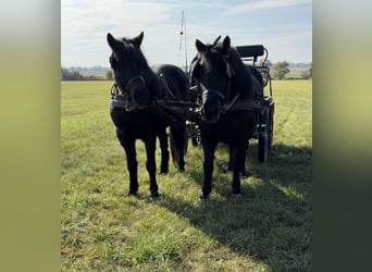 More ponies/small horses, Mare, 4 years, 12,1 hh, Black