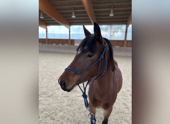 More ponies/small horses, Mare, 4 years, 12,2 hh, Chestnut