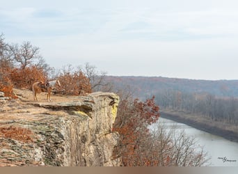 More ponies/small horses, Mare, 4 years, 13.1 hh, Palomino