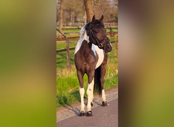 More ponies/small horses, Mare, 4 years, 13.1 hh, Pinto
