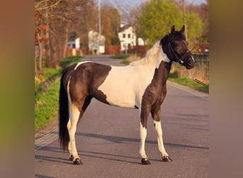More ponies/small horses, Mare, 4 years, 13.1 hh, Pinto