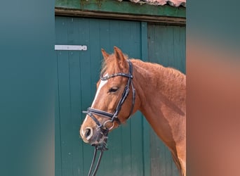 More ponies/small horses, Mare, 4 years, 13.2 hh, Chestnut-Red