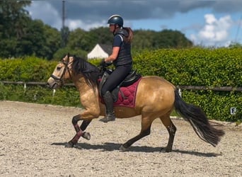 More ponies/small horses, Mare, 4 years, 13.2 hh, Dun