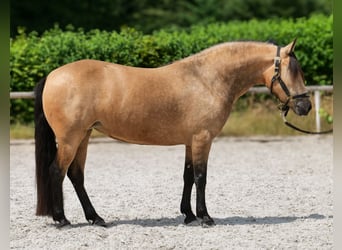 More ponies/small horses, Mare, 4 years, 13.2 hh, Dun