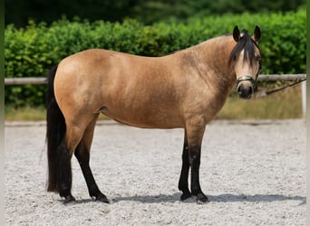 More ponies/small horses, Mare, 4 years, 13.2 hh, Dun