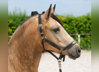 More ponies/small horses, Mare, 4 years, 13.2 hh, Dun