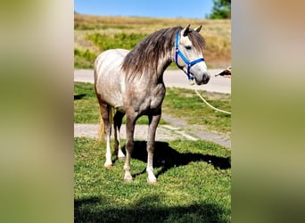 More ponies/small horses, Mare, 4 years, 13.2 hh, Grey-Dapple