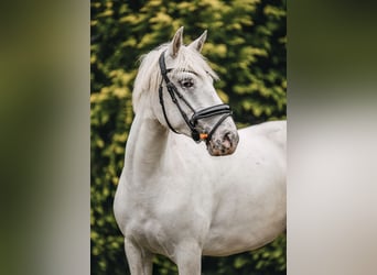 More ponies/small horses, Mare, 4 years, 13.2 hh, Leopard-Piebald