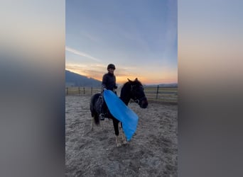 More ponies/small horses, Mare, 4 years, 13.2 hh, Pinto