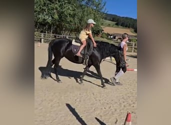 More ponies/small horses, Mare, 4 years, 13.3 hh, Black