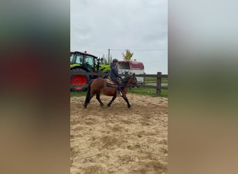 More ponies/small horses, Mare, 4 years, 13,1 hh, Brown