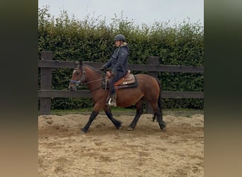 More ponies/small horses, Mare, 4 years, 13,1 hh, Brown