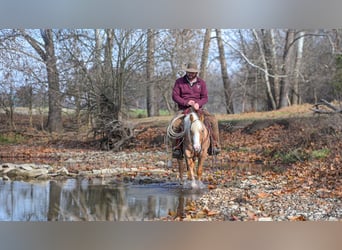 More ponies/small horses, Mare, 4 years, 13,1 hh, Palomino