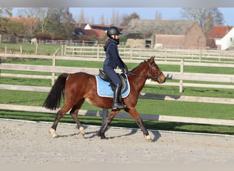 More ponies/small horses, Mare, 4 years, 13,2 hh, Brown
