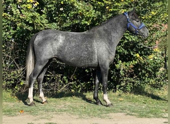 More ponies/small horses, Mare, 4 years, 13,2 hh, Grey-Dapple
