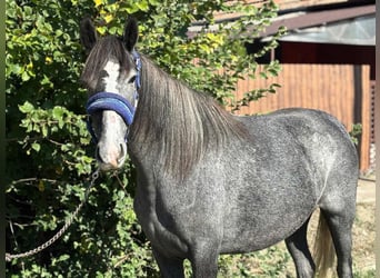 More ponies/small horses, Mare, 4 years, 13,2 hh, Grey-Dapple