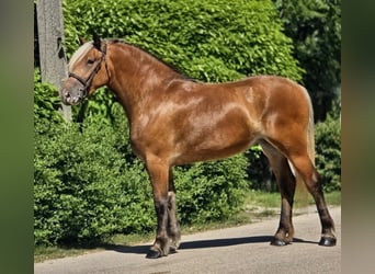 More ponies/small horses, Mare, 4 years, 14.1 hh, Buckskin