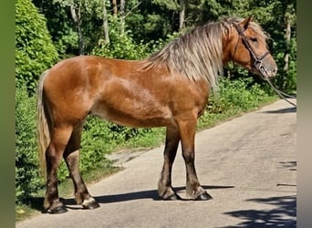More ponies/small horses, Mare, 4 years, 14.1 hh, Buckskin