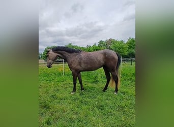 More ponies/small horses, Mare, 4 years, 14.2 hh, Brown Falb mold