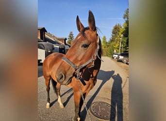 More ponies/small horses, Mare, 4 years, 14.2 hh, Brown