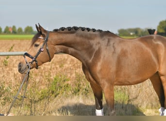 More ponies/small horses, Mare, 4 years, 14.3 hh, Brown Falb mold More ponies/small horses, Mare, 4 years, 14.3 hh, Brown Falb mold