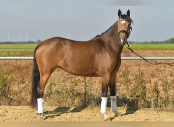 More ponies/small horses, Mare, 4 years, 14.3 hh, Brown Falb mold More ponies/small horses, Mare, 4 years, 14.3 hh, Brown Falb mold