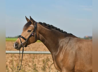 More ponies/small horses, Mare, 4 years, 14.3 hh, Brown Falb mold More ponies/small horses, Mare, 4 years, 14.3 hh, Brown Falb mold