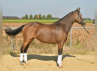 More ponies/small horses, Mare, 4 years, 14.3 hh, Brown Falb mold More ponies/small horses, Mare, 4 years, 14.3 hh, Brown Falb mold