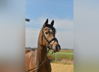 More ponies/small horses, Mare, 4 years, 14.3 hh, Brown Falb mold More ponies/small horses, Mare, 4 years, 14.3 hh, Brown Falb mold