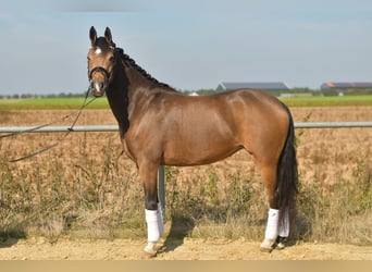 More ponies/small horses, Mare, 4 years, 14.3 hh, Brown Falb mold More ponies/small horses, Mare, 4 years, 14.3 hh, Brown Falb mold